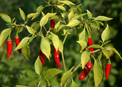 Bird's eye chilli
